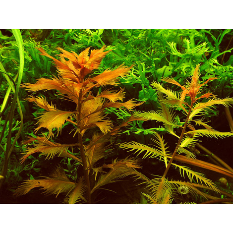 Dennerle Plants Proserpinaca palustris In-Vitro