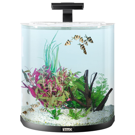 Tetra AquaArt Explorer Line Halfmoon Komplett-Set 60l
