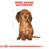 ROYAL CANIN Dachshund Puppy Welpenfutter trocken für Dackel 1,5kg