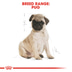 ROYAL CANIN Pug Puppy Welpenfutter trocken für Mops