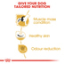 ROYAL CANIN French Bulldog Adult Hundefutter trocken für Französische Bulldoggen
