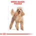 ROYAL CANIN Poodle Adult Hundefutter trocken für Pudel