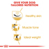 ROYAL CANIN Pug Adult Hundefutter trocken für Mops