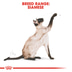 ROYAL CANIN Siamese Adult Katzenfutter trocken