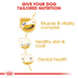 ROYAL CANIN Jack Russell Terrier Adult Hundefutter trocken