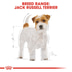 ROYAL CANIN Jack Russell Terrier Adult Hundefutter trocken
