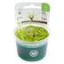 Dennerle Plants Juncus repens In-Vitro