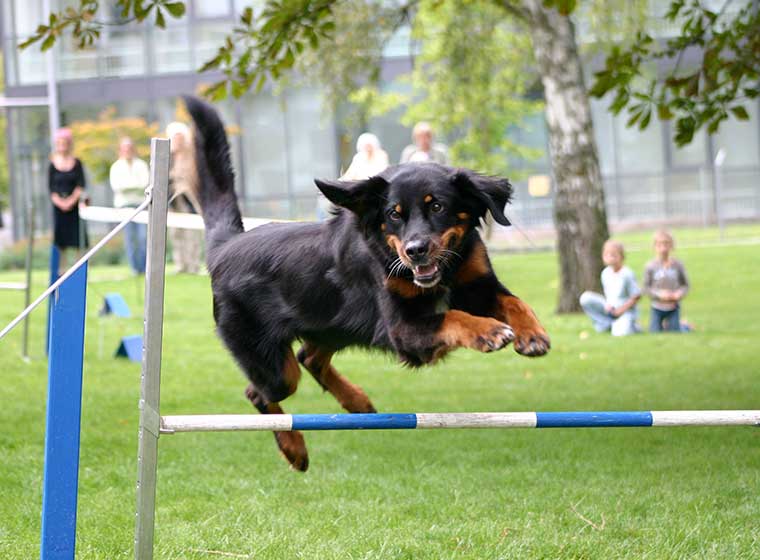 Hundesportarten
