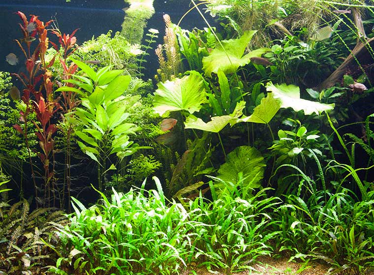 Pflanzenlandschaften im Aquarium