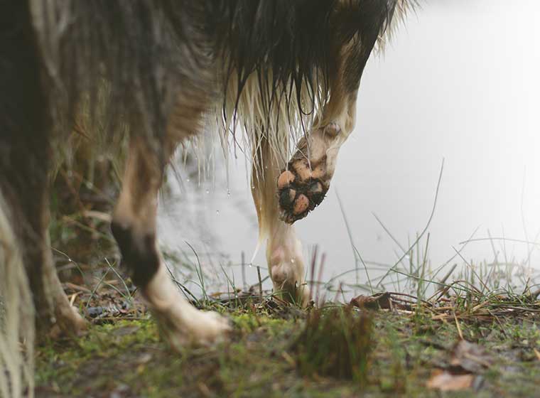 Rund Um Die Pfotenpflege Beim Hund Zooroyal Magazin