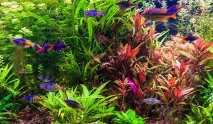 Neues Aquarium