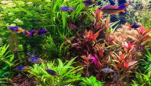Neues Aquarium