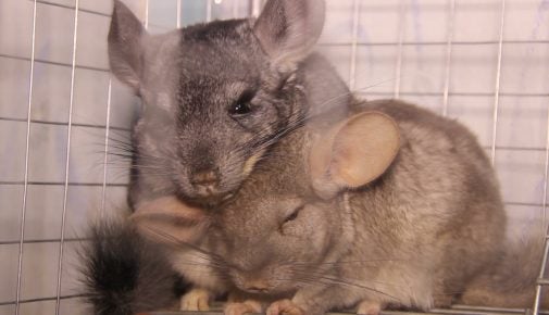 Chinchillas als Haustiere