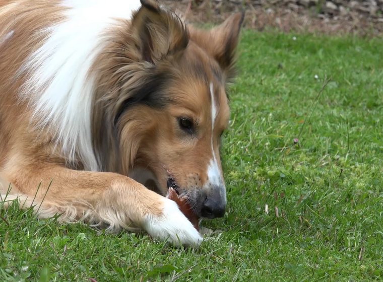 Inhaltsstoffe von Hundefutter