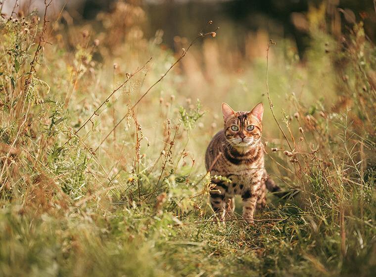 Getigerte Katze streift durch hohe Pflanzen in der Natur.