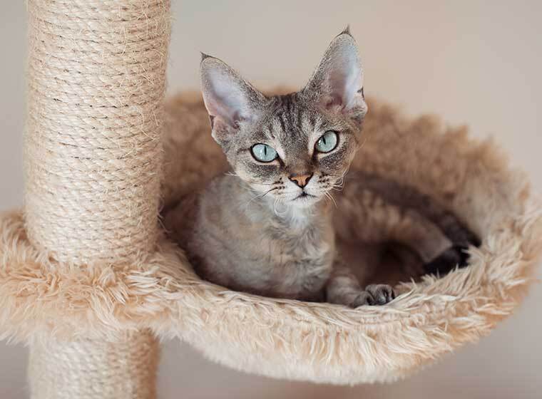diy katzenmobel selber bauen zooroyal ratgeber