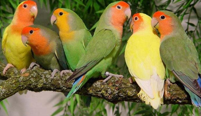 Vogeltassen Mit Papageien-Motiv – Pfirsich, Schwarz, Rosenköpfchen & Taranta Edition