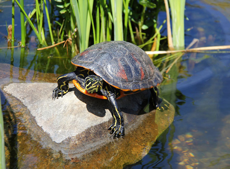 Wasserschildkröten