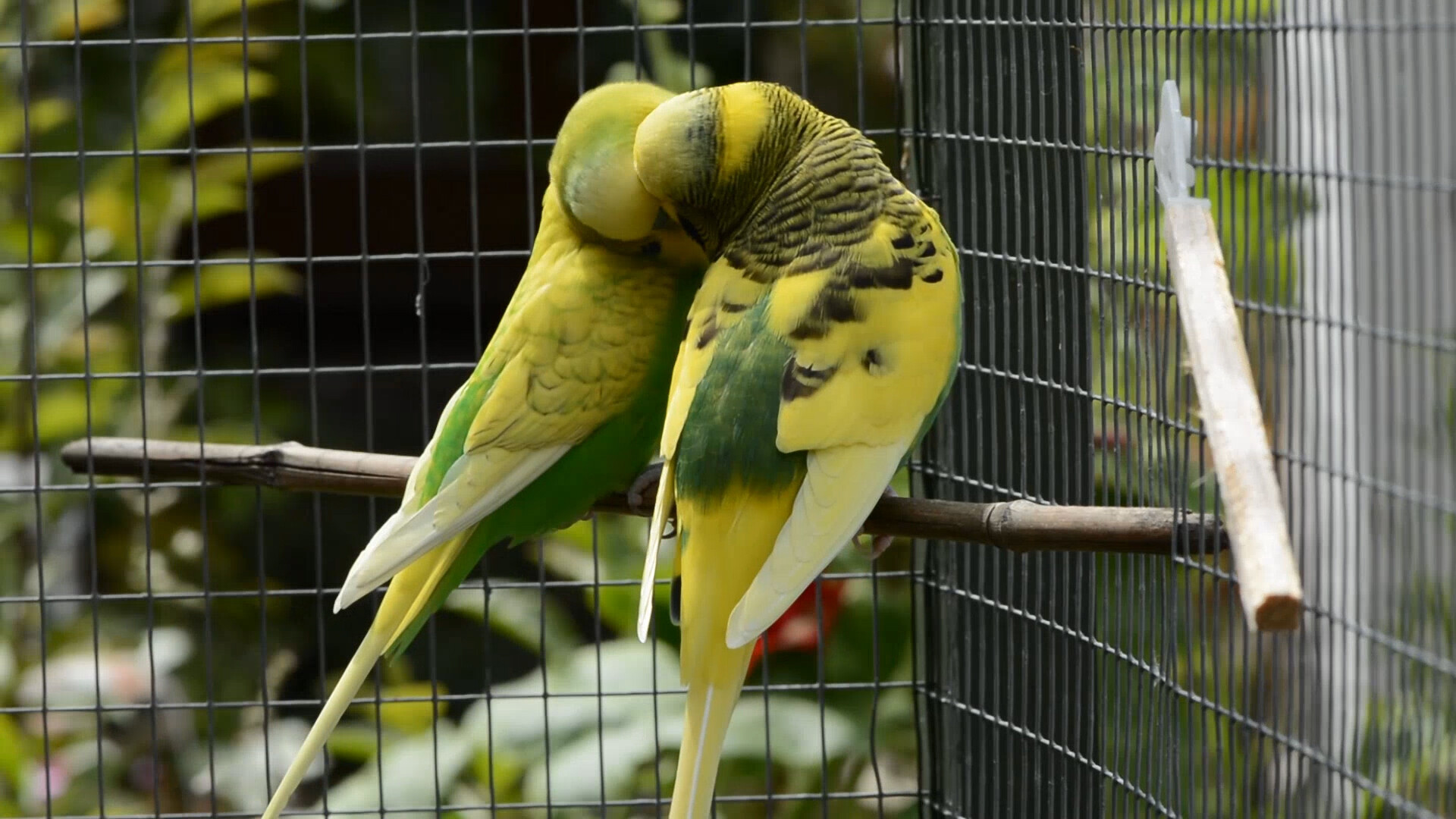 Vogel Wasserspender 330ml - Automatische Tränke Für Käfig Mit Pin-Touch
