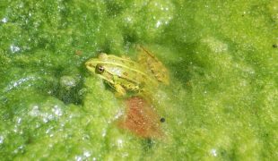 Algen im Teich: Natürliche Hilfsmittel