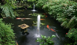 Aquarienfische im Teich