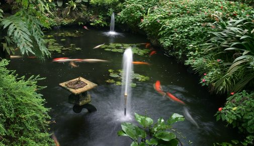 Aquarienfische im Teich