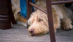 Lokalbesuch: mit Hund