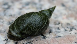 Schnecken im Gartenteich halten