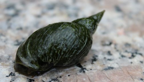 Schnecken im Gartenteich halten