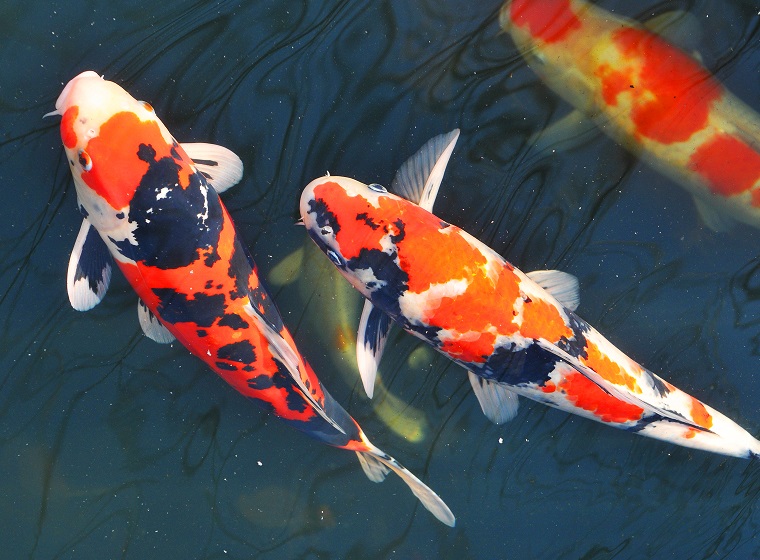Koi Karpfen () Koi Karpfen