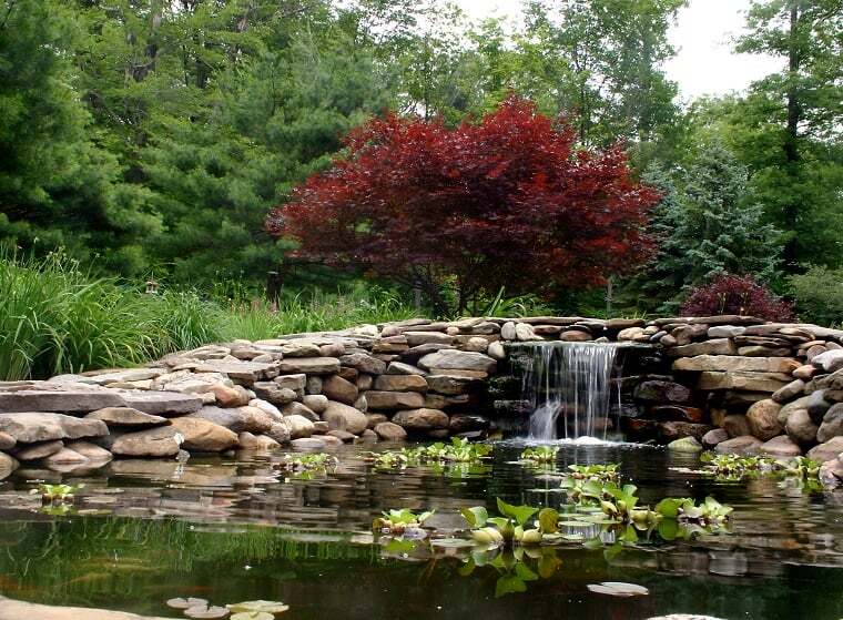 Teichrand Alles was man wissen muss ZooRoyal Magazin