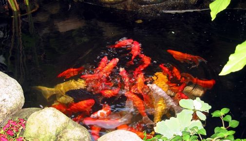 Zierfischzucht im Gartenteich