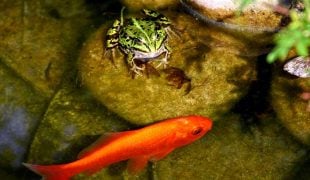 Amphibien im Gartenteich