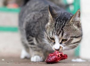 Barfen Katzen Rezepte, Hirschhälse Im Stück