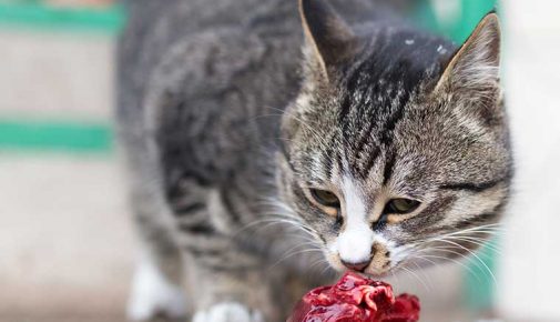 Barfen für Katzen