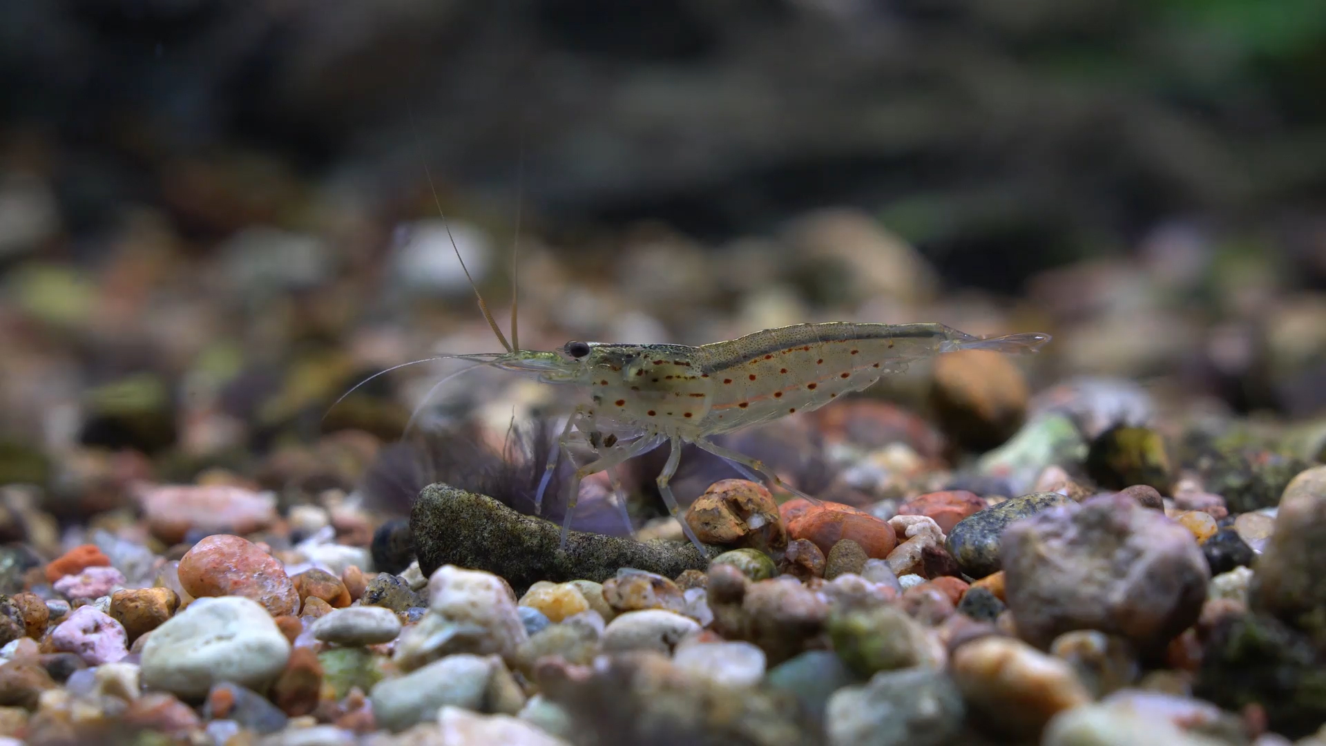 Garnelenhaltung im Aquarium ZooRoyal Magazin