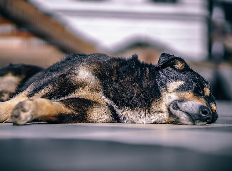 Gifte Im Haushalt 4210 gifte im haushalt was darf der hund nicht fressen Gifte Im Haushalt 4210 gifte im haushalt was darf der hund nicht fressen