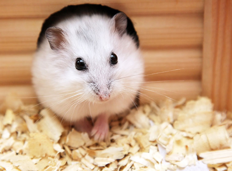 Zubehor Fur Den Perfekten Hamsterkafig Zooroyal Magazin