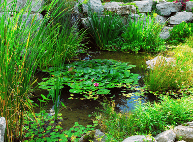 Naturteich