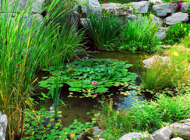 Naturteich Ohne Technik Ist Das Moglich Zooroyal Magazin