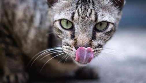 Taurin im Katzenfutter