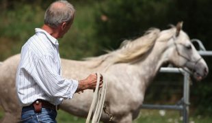 Bodenarbeit mit dem Pferd