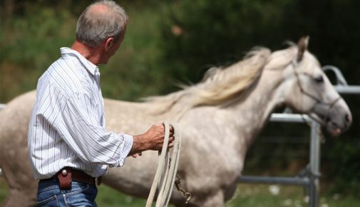 Bodenarbeit mit dem Pferd