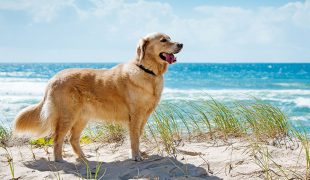 Urlaub mit Hund: Sommerferien mit dem Vierbeiner
