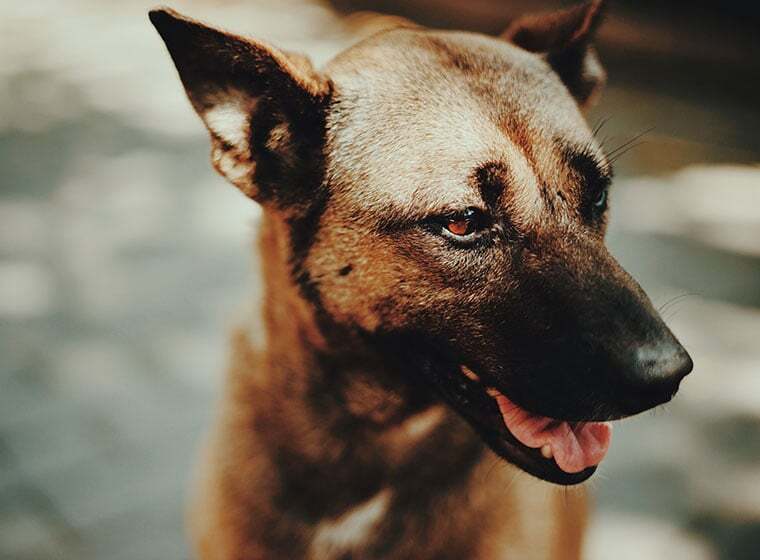 HundeIQ Scharfsinnige Vierbeiner ZooRoyal Magazin