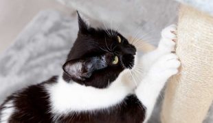 Krallen Katze Anzahl