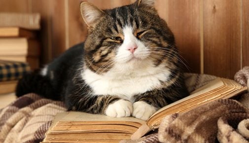 Katzensenioren: Katzen im Alter