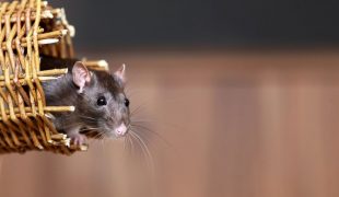 Ratten als Haustier: Ratten artgerecht halten