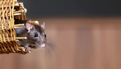 Ratten als Haustier: Ratten artgerecht halten