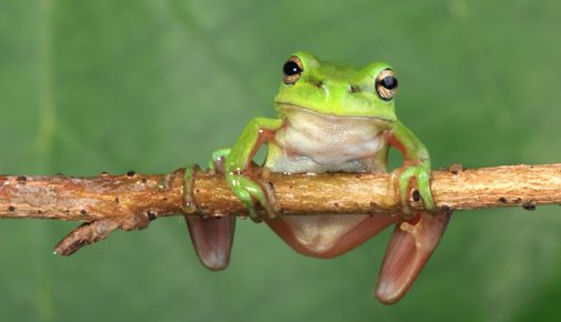 Terrarientiere transportieren und eingewöhnen